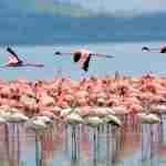 Cagliari Flamingos