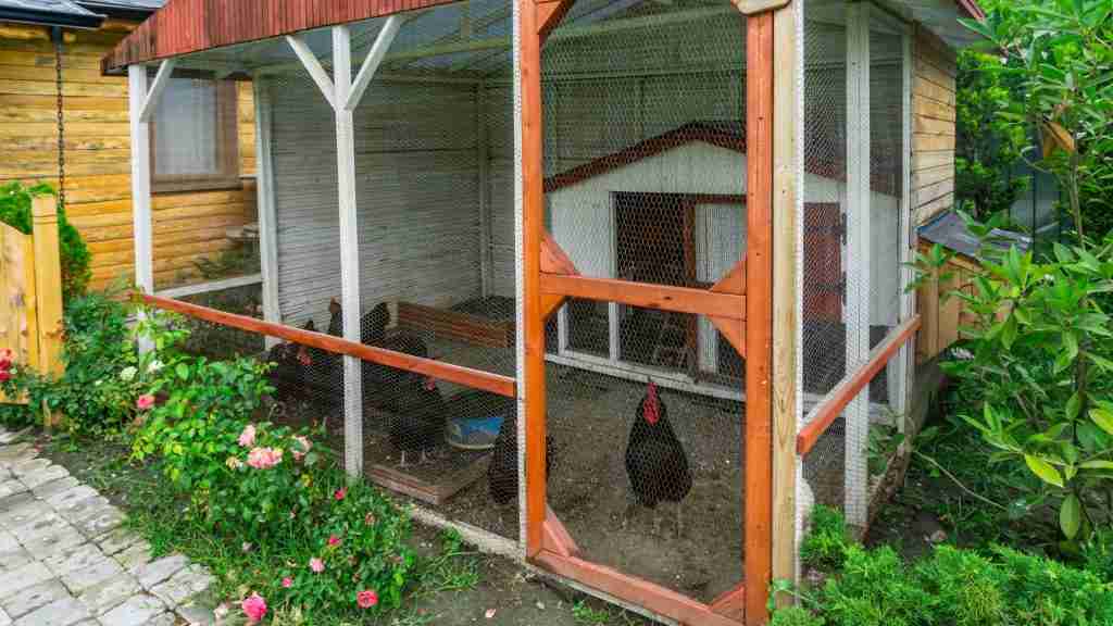 DIY Chicken Coop – All You Need to Get Started